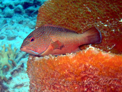 Mérou rouge   Epinephelus fulvus.JPG
